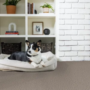 Pet perfect flooring | Tom's Carpet & Flooring Outlet